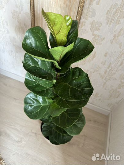 Фикус лирата бамбино