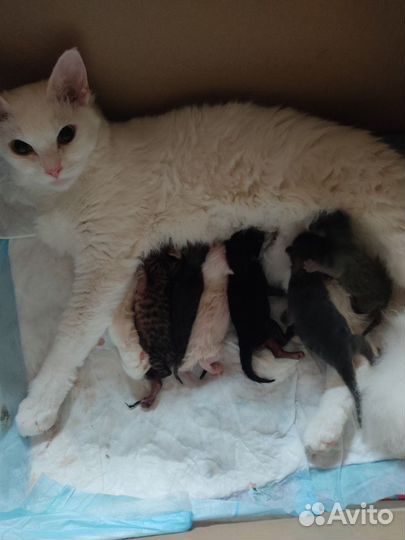 Котята метисы сфинкса