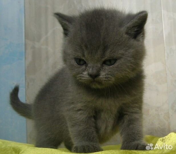 Шотландская