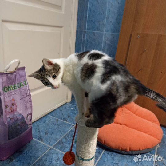 Кошки в добрые руки бесплатно