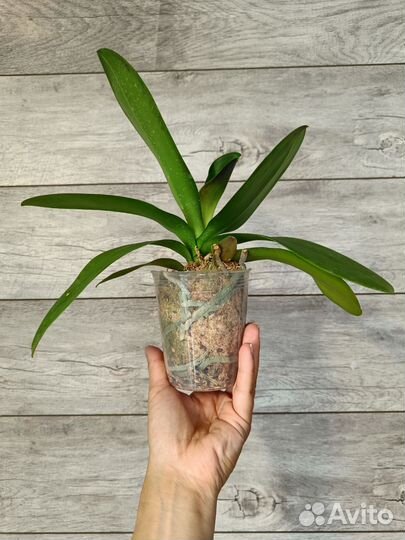 Орхидея Madonna бабочка