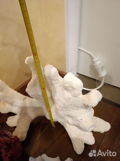 Кораллы для аквариума