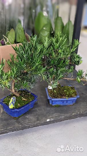 Бонсай подокарпус/бамбук/Кармона