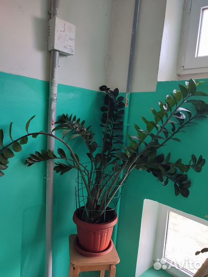 Замиокулькас