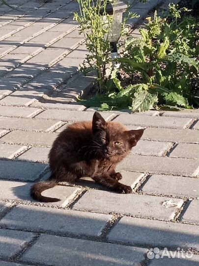 Отдам в добрые руки