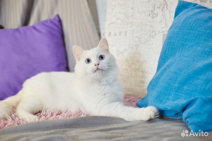 Особенный кот Беломор ищет особенных людей