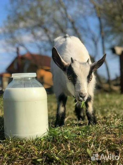 Козье молоко