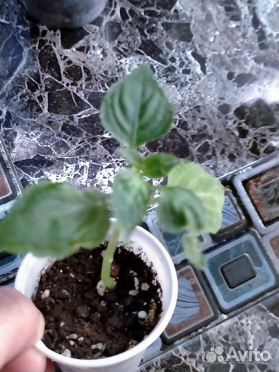 Комнатные цветы