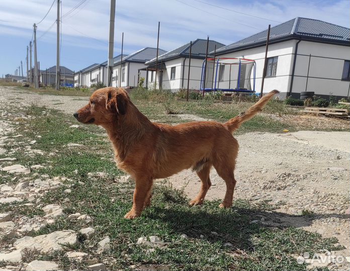 Милый мальчик (собака)