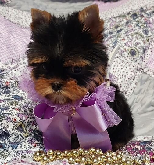 Йоркширский терьер Мини Девочка Бэби Фэйс