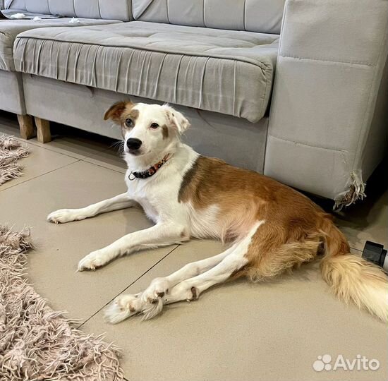 Особенная собачка спинальница в добрые руки