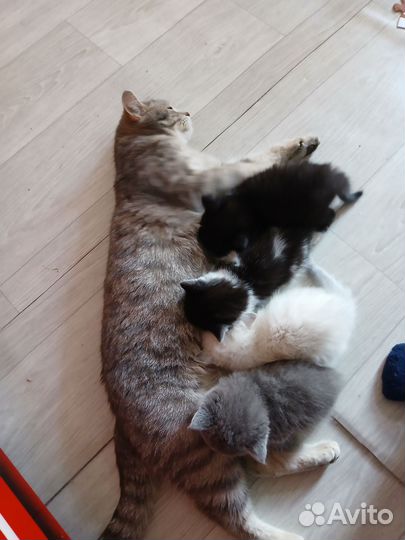 Отдам котят в добрые руки