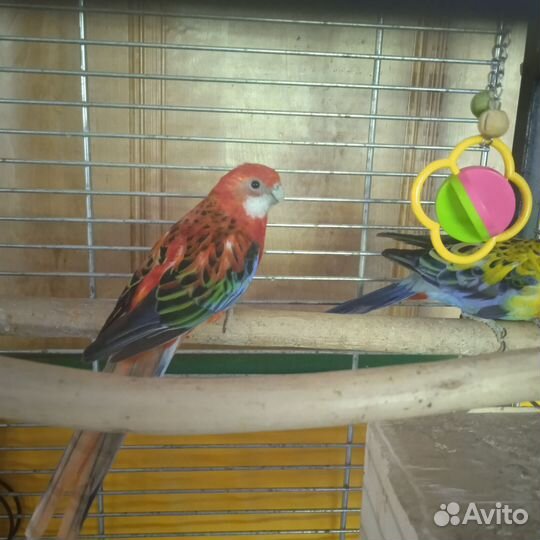 Попугаи Розелла пестрая пара