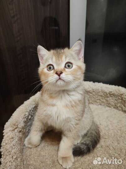 Шотландские котята