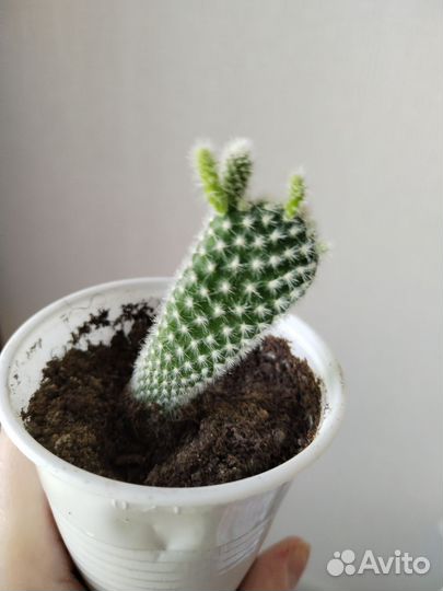 Кактус опунция