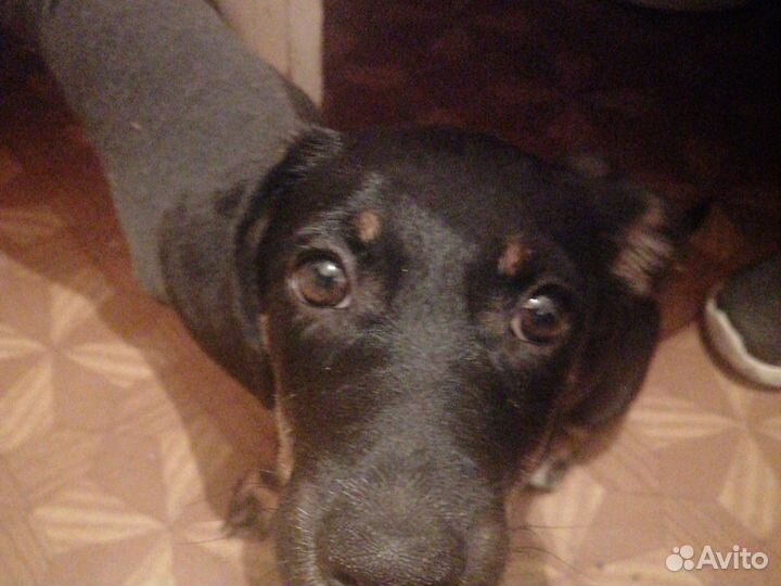 Собака в добрые руки щенок