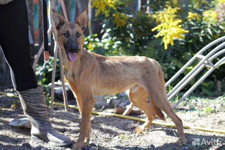 В добрые руки