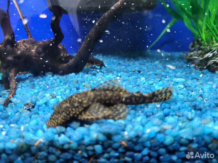 Сомики анциструсы