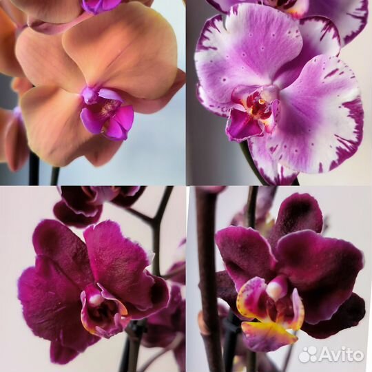 Орхидеи фаленопсис цветущие сортовые
