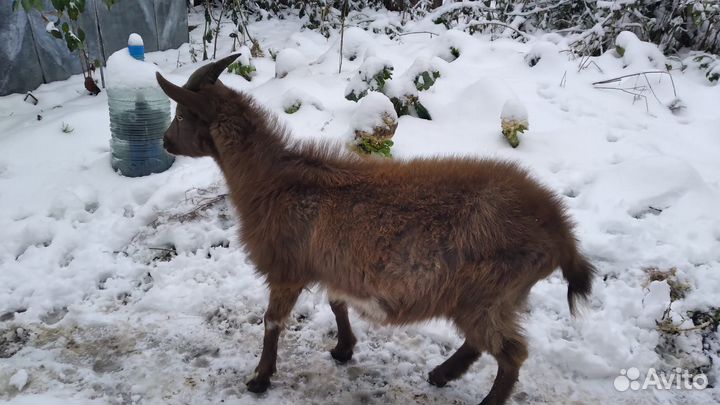 Козлик на мясо