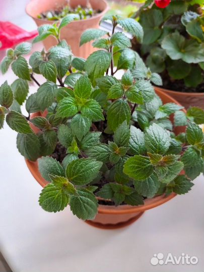 Ахименес цветок