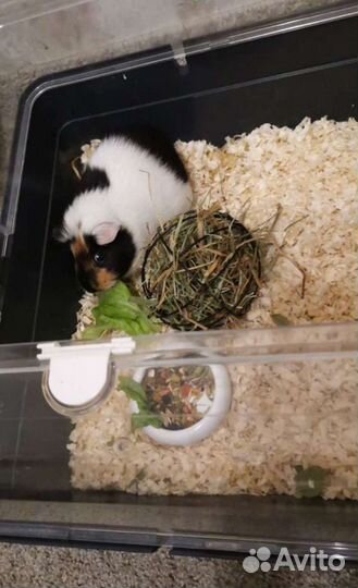 Передержка животных