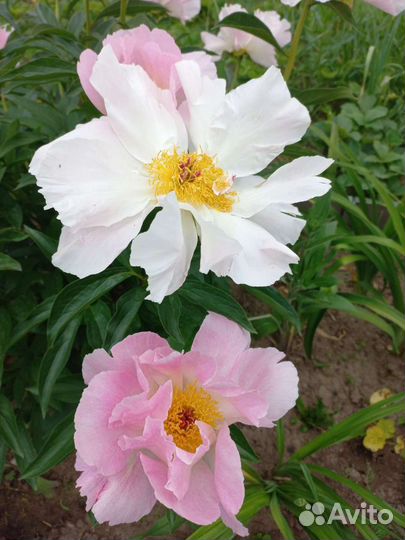 Пион Пинк Принцесс