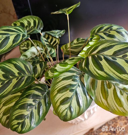Комнатные растения и цветы Калатея Макояна