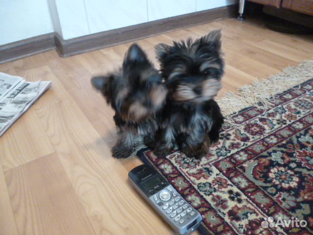 Йоркширский терьер