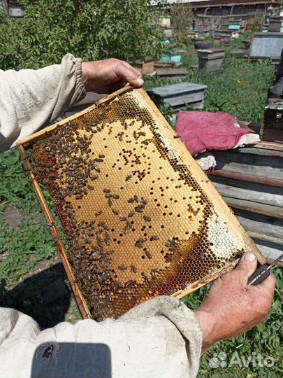 Пчелопакеты, пчелы 2023