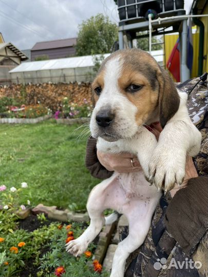 Русская пегая гончая