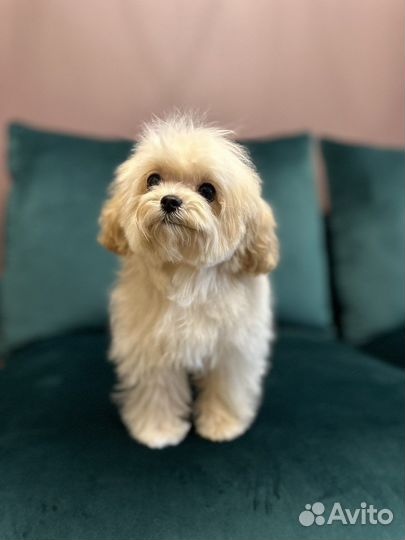 Мальтипу Экстра Micro из Кореи