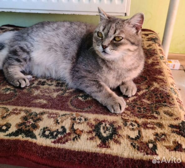 Кошка в добрые руки