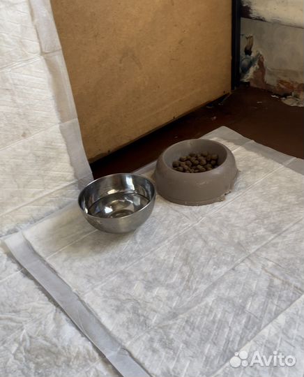 Передержка животных