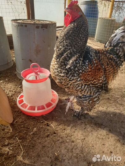 Инкубационное яйцо