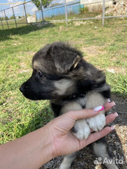 Щенок в добрые руки