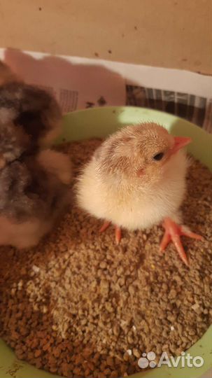 Цыплята брама один цыплёнок