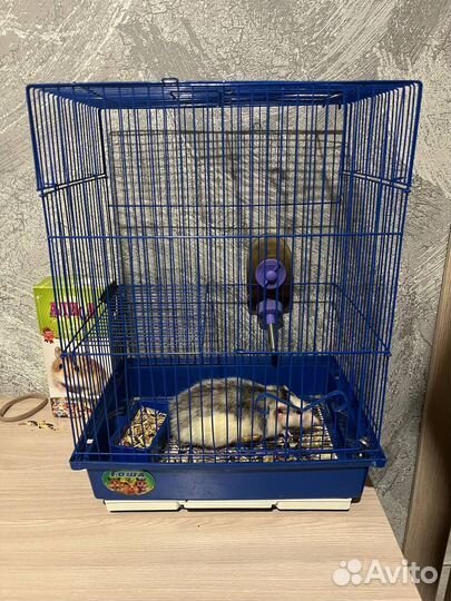 Крыса дамбо