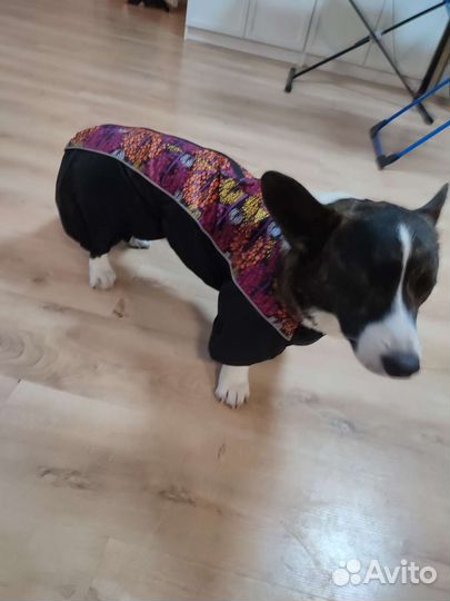 Дождевик на таксу, корги