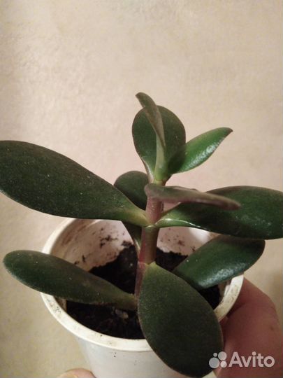 Комнатные цветы