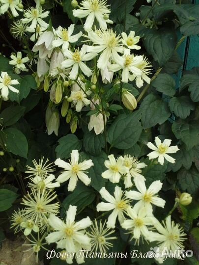 Клематисы, каприфоль, лианы многолетние