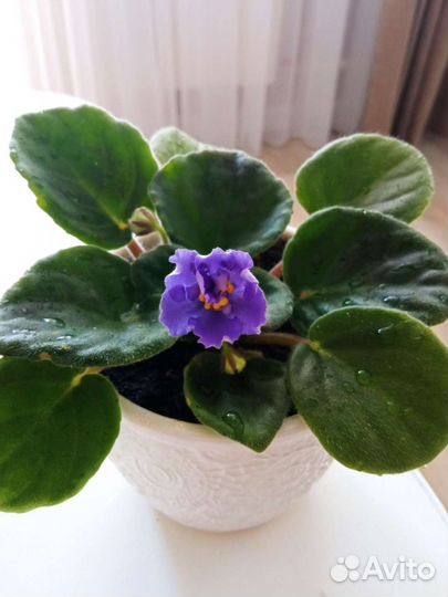 Фиалки продажа