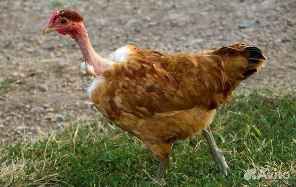 Борковская, китайская шелк., голошейка, бройлеры