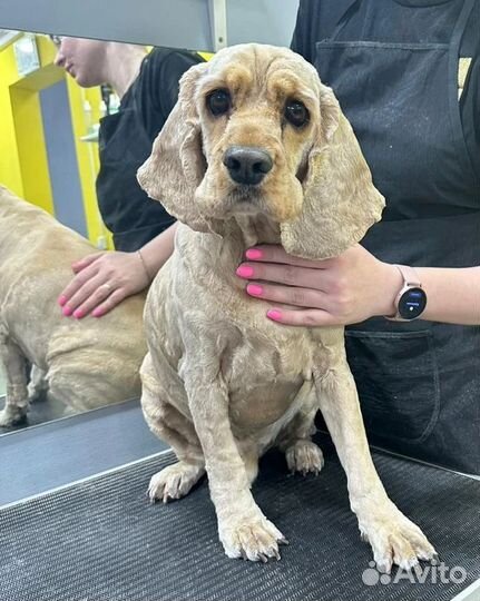 Грумер стрижка собак