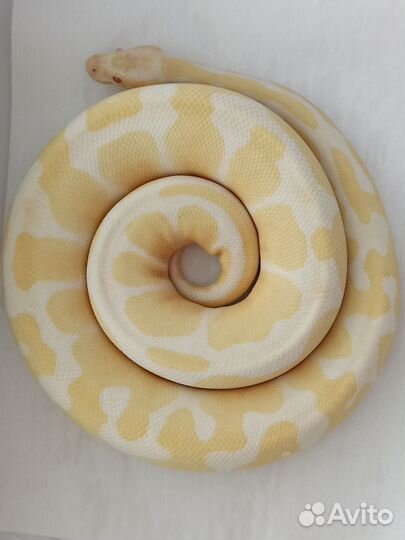 Королевская змея пара