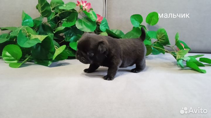 Щенки мопса