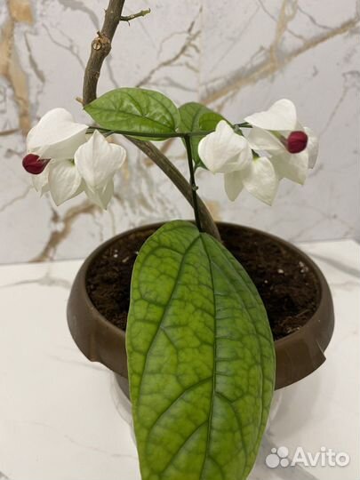 Клеродендрум Томсона