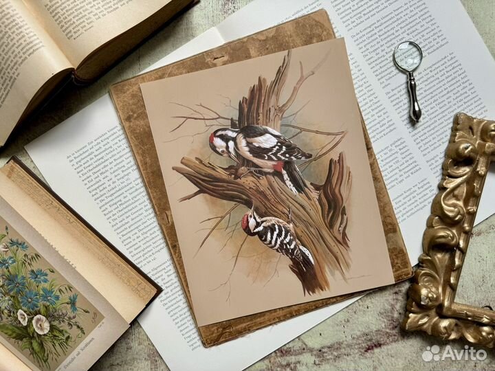 Репродукция. Птицы. Basil Ede. Дятел