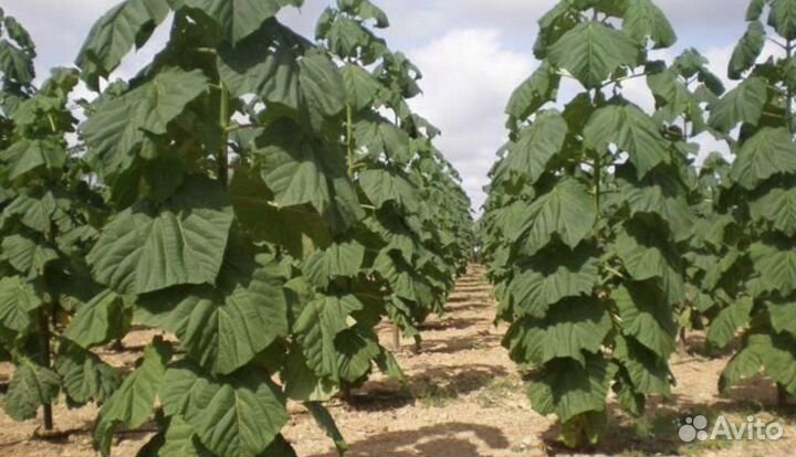 Павловния Z07 Pao Tong саженцы и семена