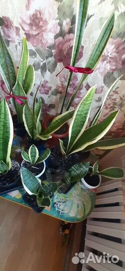 Сансивиерии разные сорта